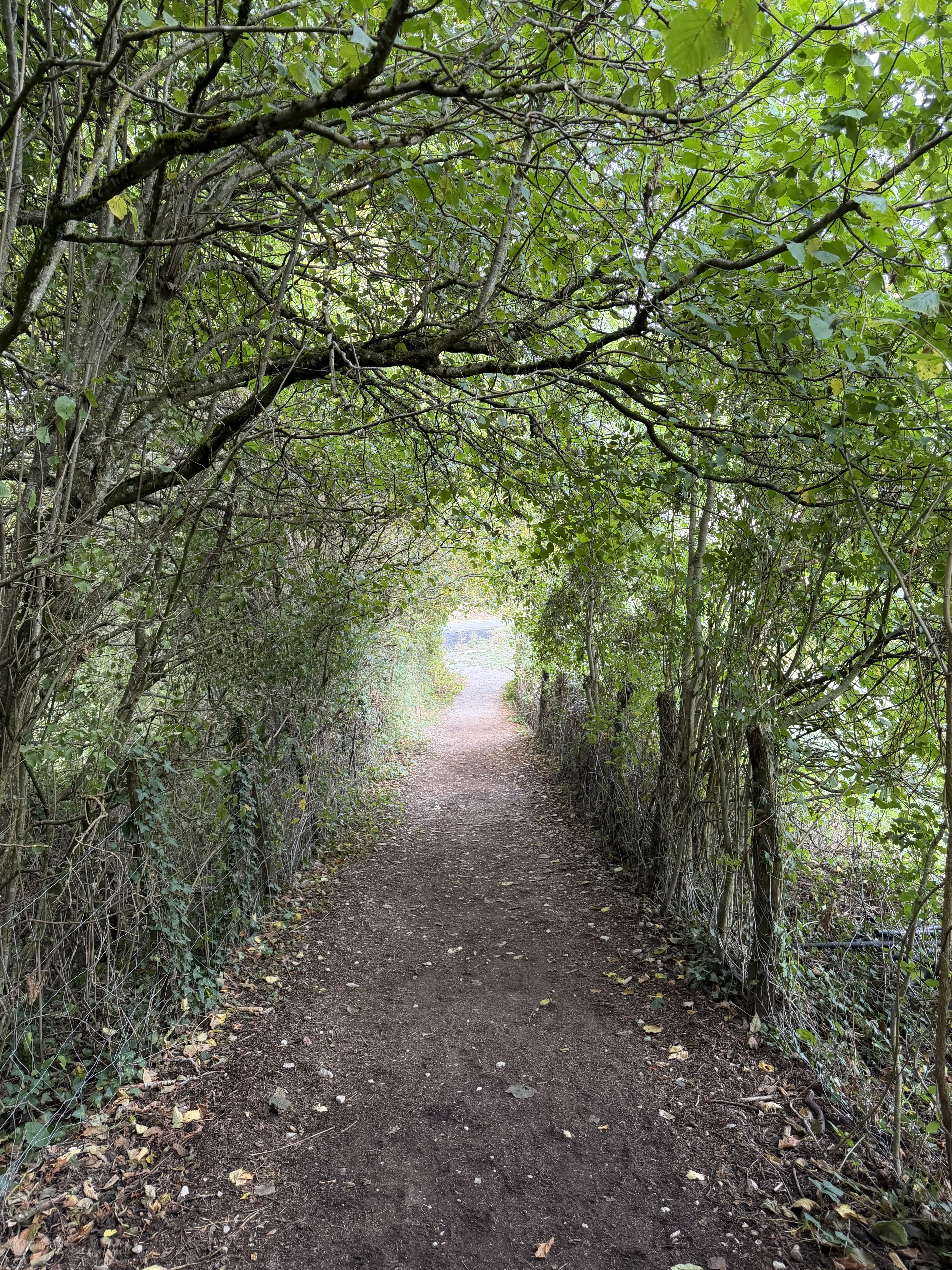 Bright tree tunnel reminiscent of a key hole at the end. 